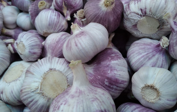 Garlic caption #8