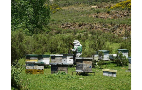 Honey caption #4